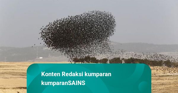 bagaimana-ribuan-burung-zarzour-bisa-terbang-bersama-tanpa-tabrakan